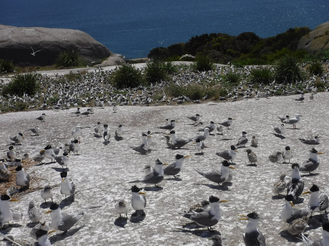 Montague Island景点图片