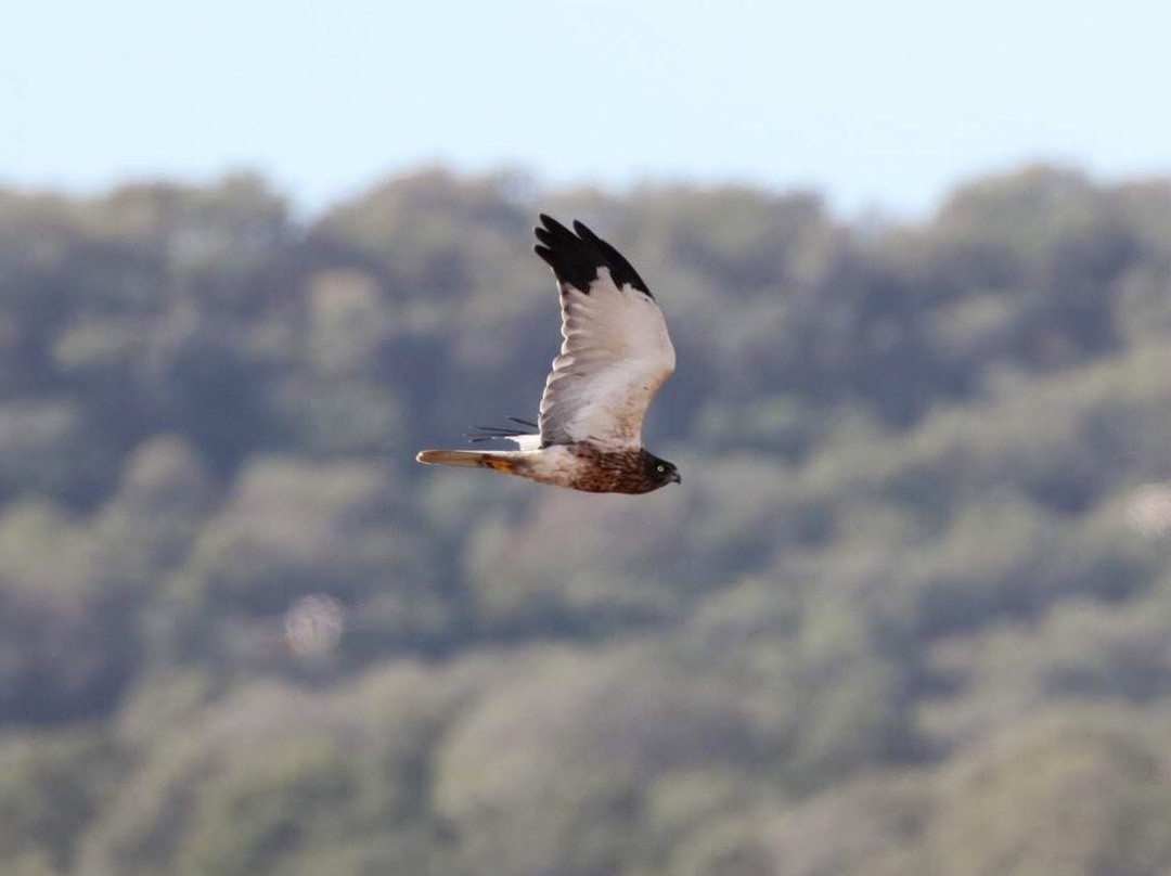 Birding Tarifa景点图片