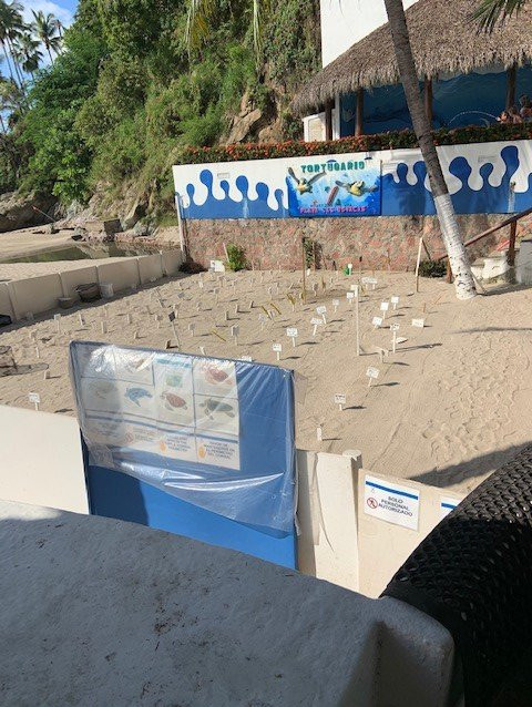 Hyatt Ziva Puerto Vallarta主图