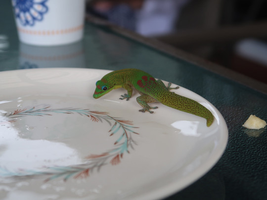 Kuaiwi Farm-库克船长必去景点