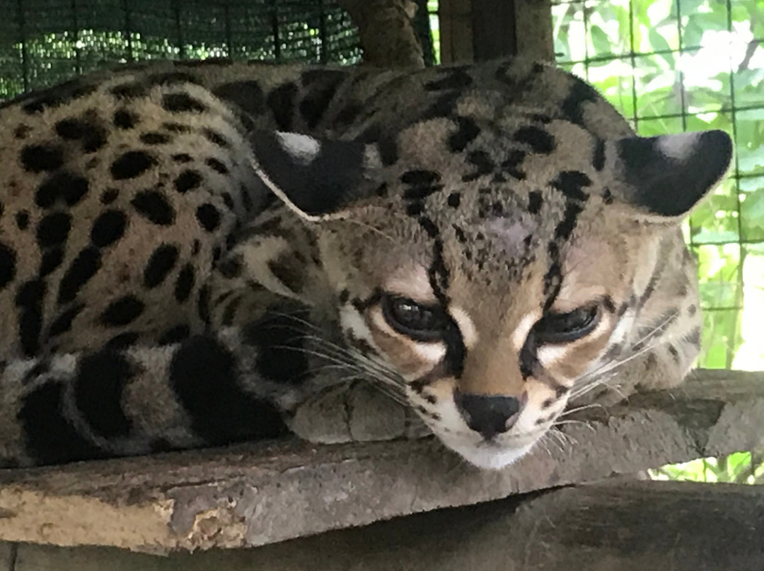 La Selva Wildlife Refuge景点图片