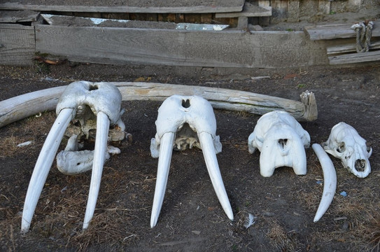 Sovetskaya Mountain-Wrangel Island必去景点