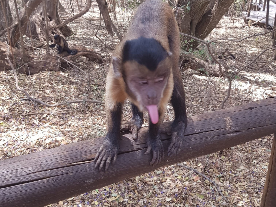 Bush Babies Monkey Sanctuary-哈特比斯普特必去景点