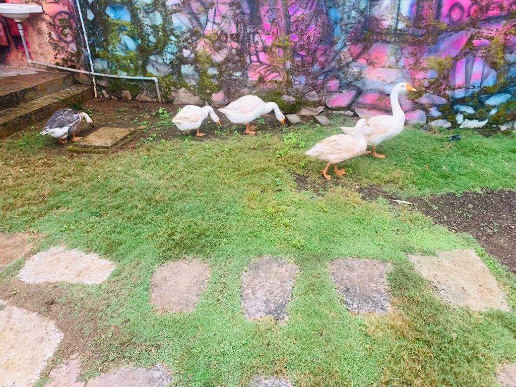 Nature Leap Resort主图