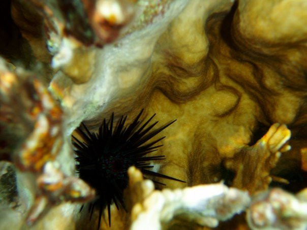 Cemetery Beach and Reef