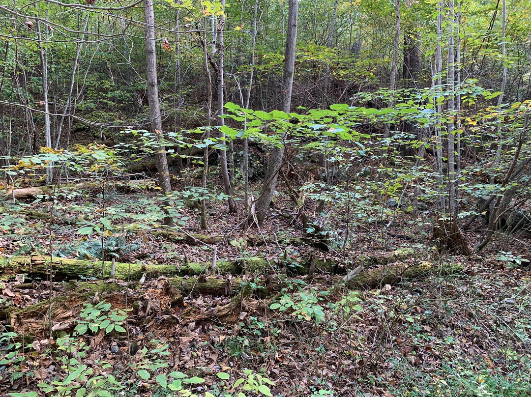 Sugar Hollow Trail to Blue Hole-Crozet必去景点