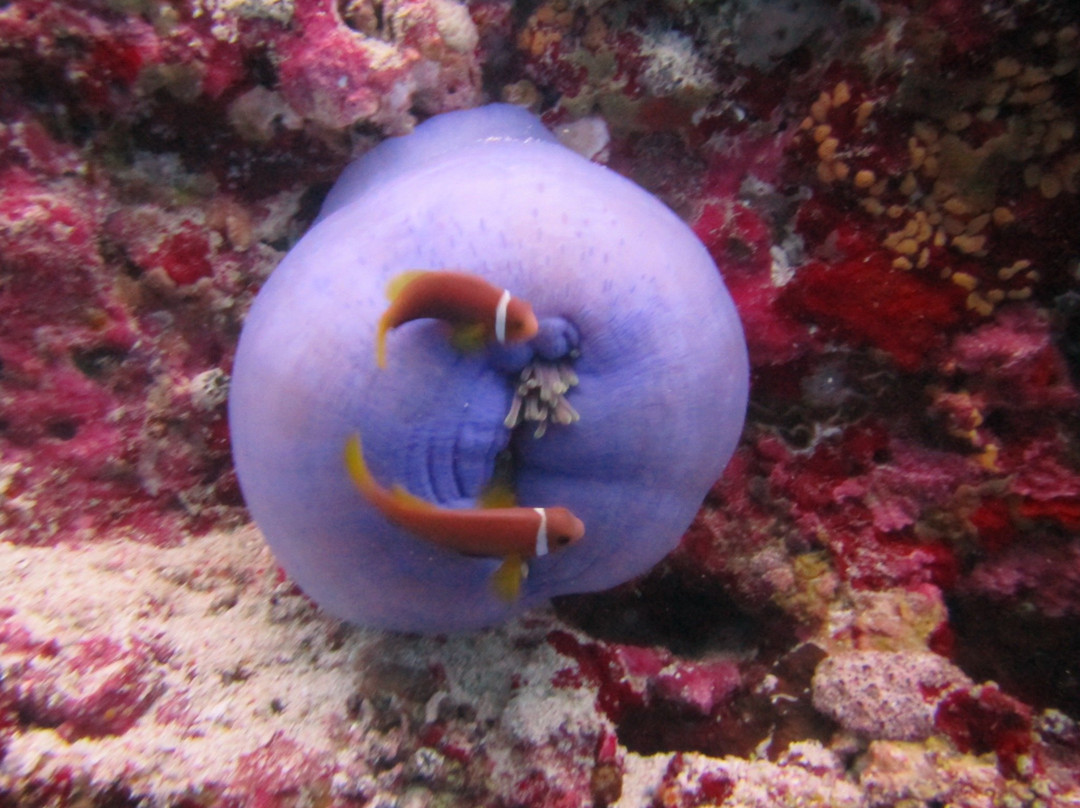 Dive Ocean Dhuni Kolhu-杜妮可鲁岛必去景点