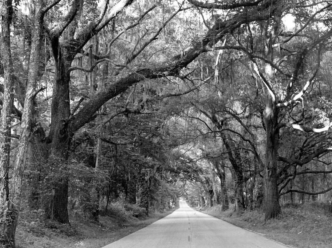 Miccosukee Canopy Road Greenway景点图片