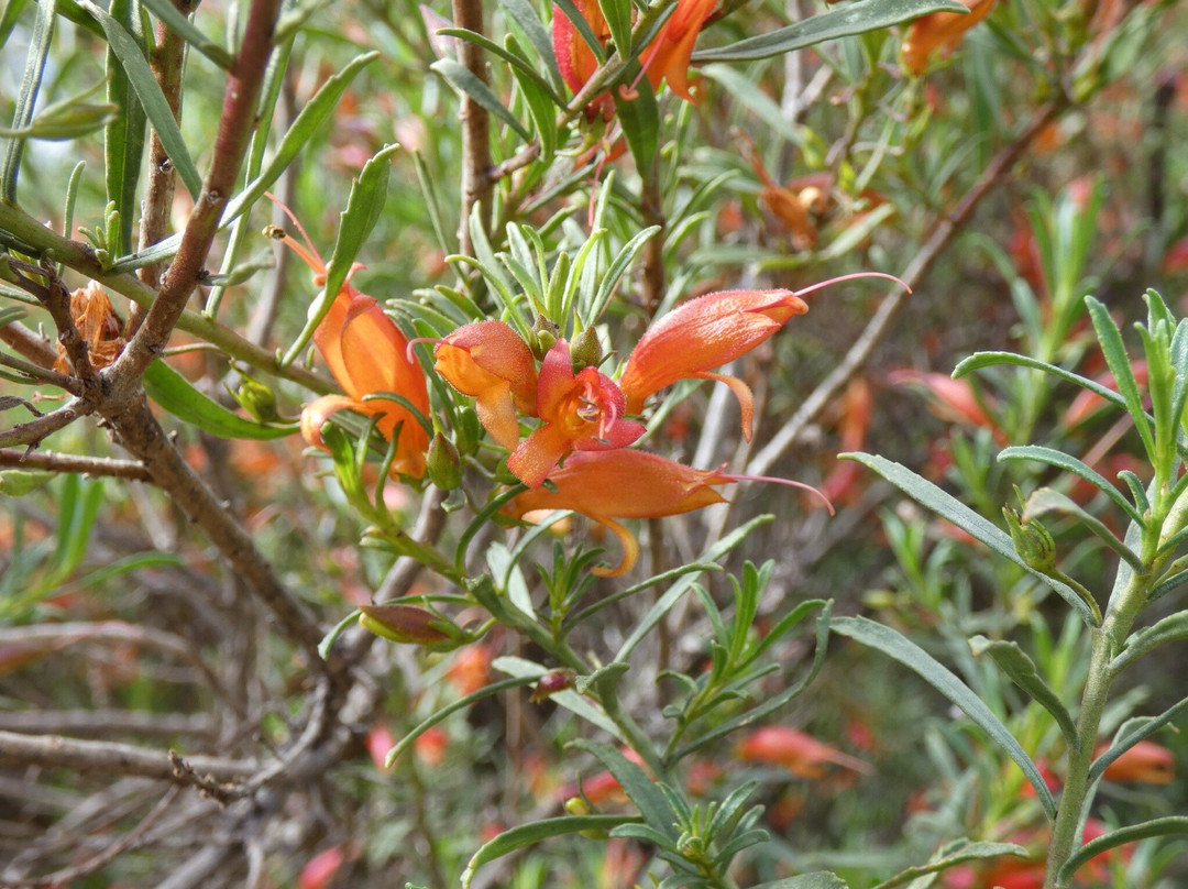 York Bushland Gardens景点图片