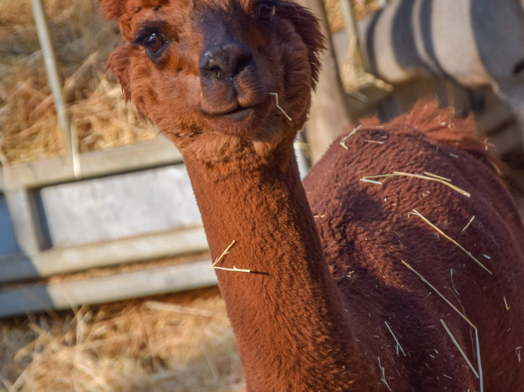 Corte Benetti-罗维戈必去景点