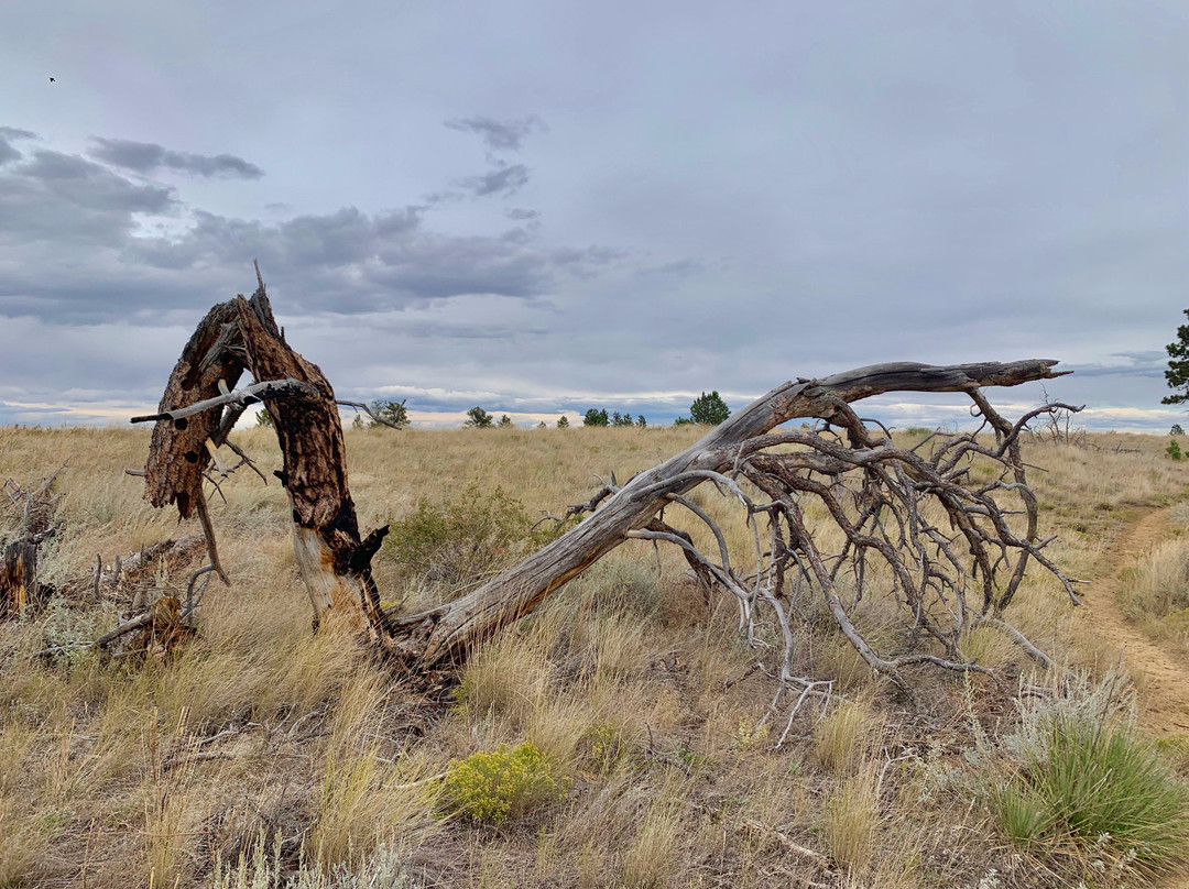 Phipps Park-比灵斯必去景点