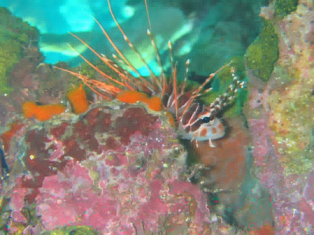 Dive Munda景点图片