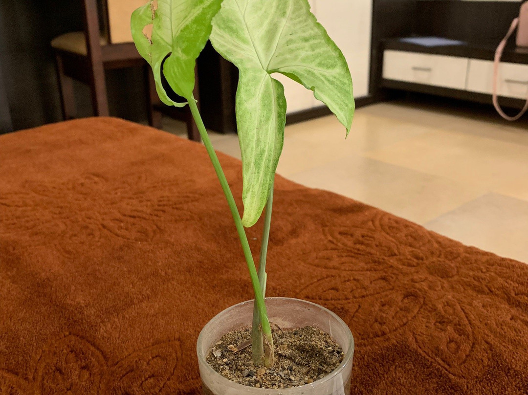 Kanchan Recreation主图