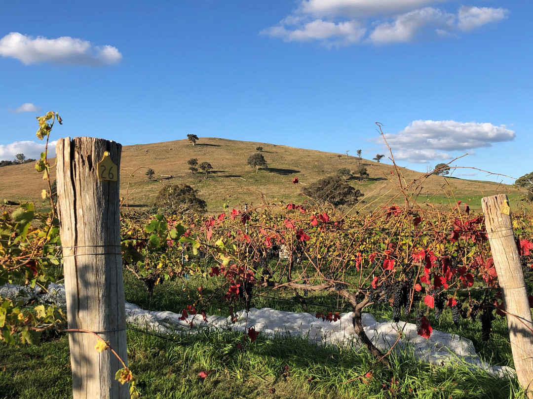 Dionysus Winery景点图片