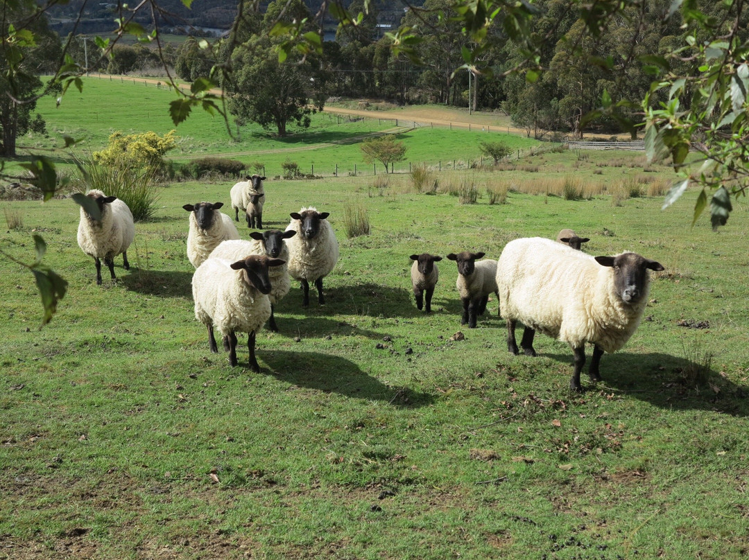 House on the Hill Country Bed and Breakfast主图
