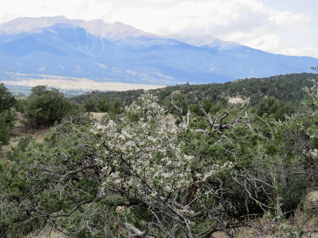 Collegiate Peaks Scenic Overlook-布埃纳维斯塔必去景点