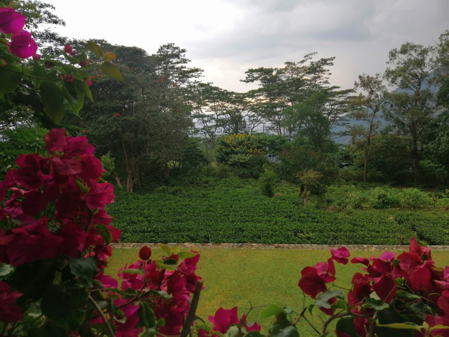 The Planters House主图