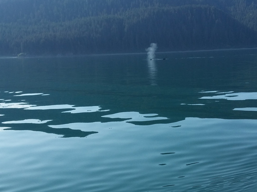 Cross Sound Express Whale Watching-古斯塔夫斯必去景点