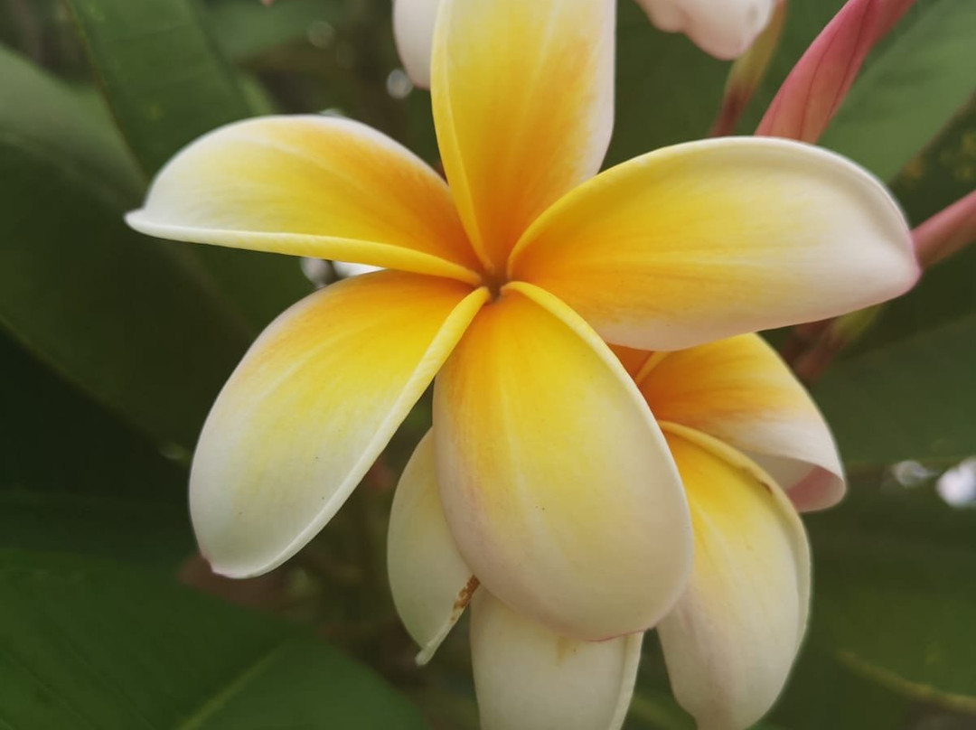 Taman D.R Seenivasagam-怡保必去景点