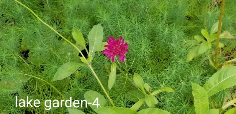 Karuizawa Lake Garden景点图片