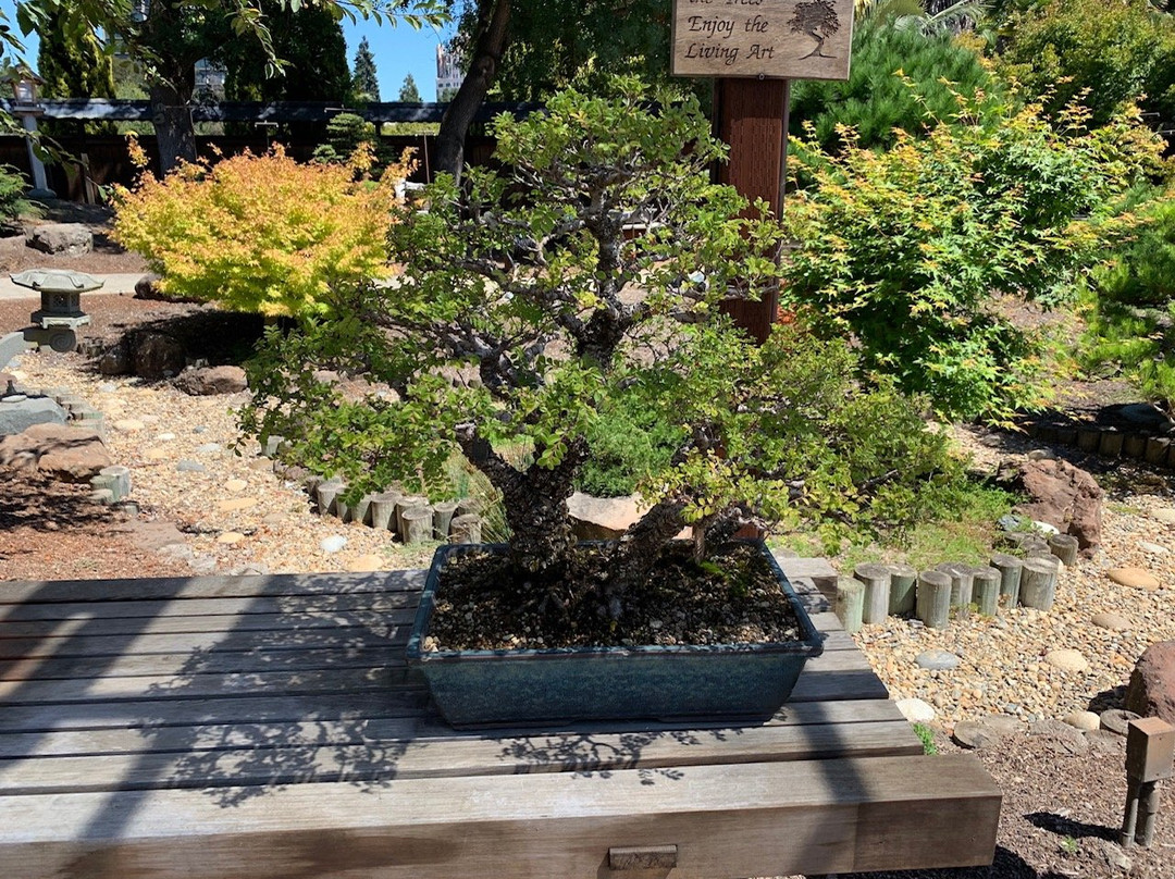 GSBF Bonsai Garden at Lake Merritt景点图片