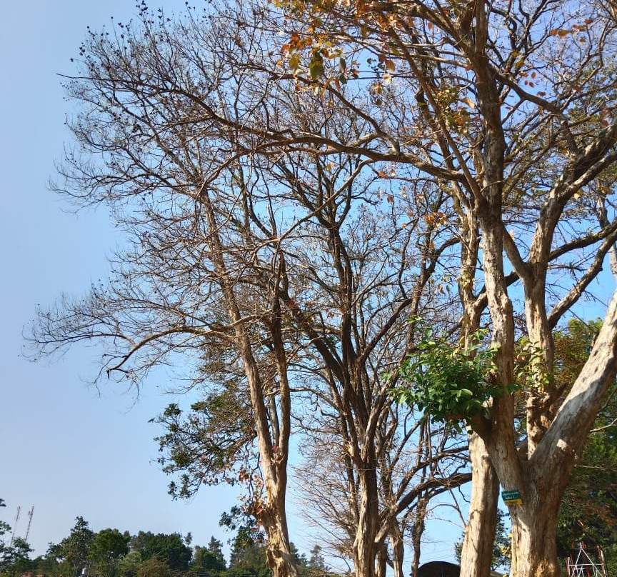 Taman Wisata Selorejo景点图片