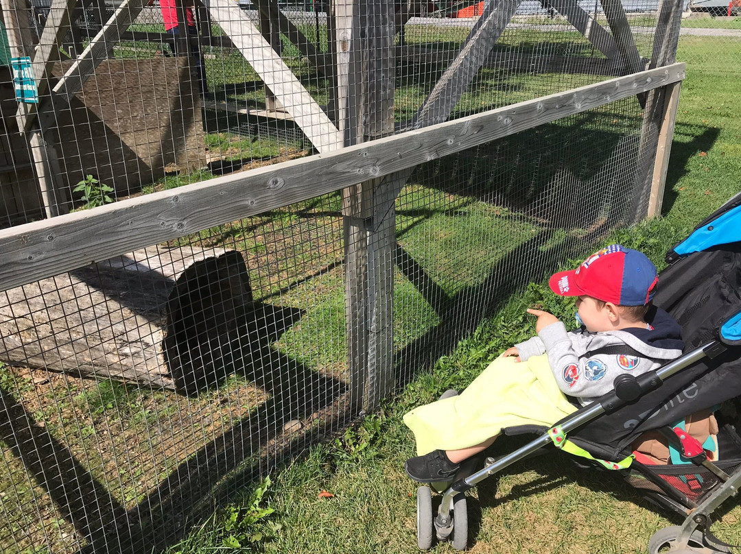 Valleyview Little Animal Farm景点图片