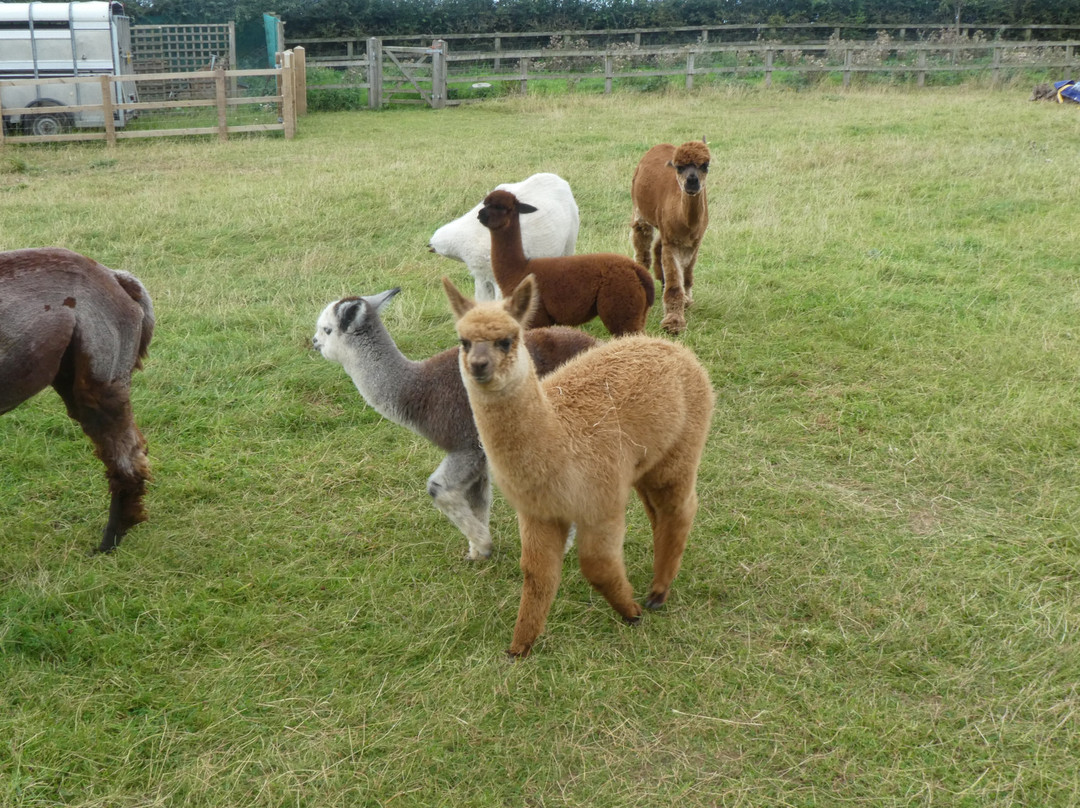 Clivewood Alpacas-什鲁斯伯里必去景点