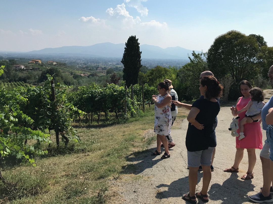 WINEAFTERWINE - Wine tasting e wine tours in Tuscany景点图片