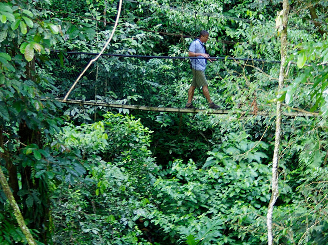 Mulu Skywalk-姆鲁国家公园必去景点
