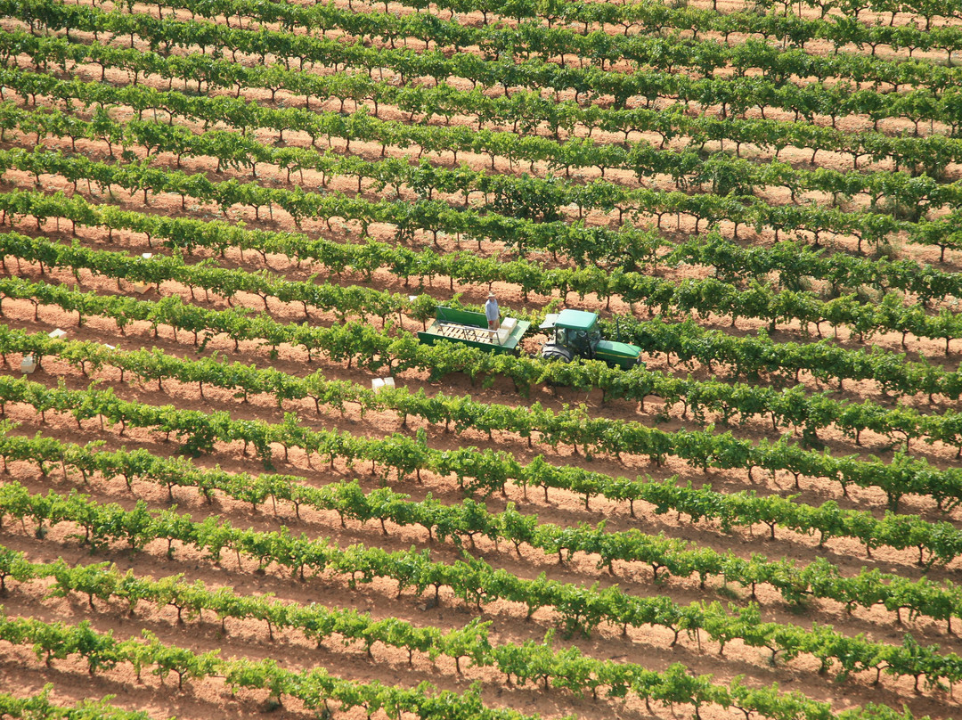 Torello Viticultors景点图片