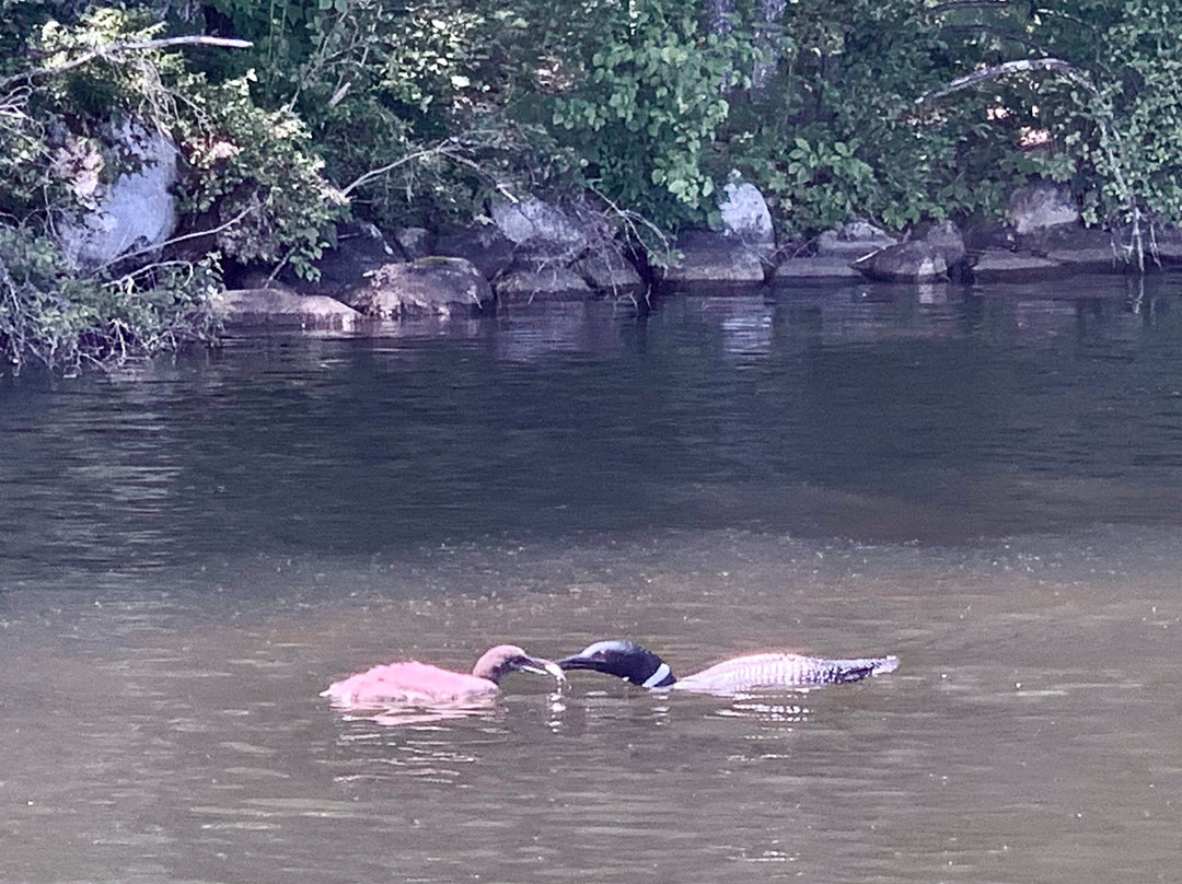 Snow Pond Cruises-Oakland必去景点