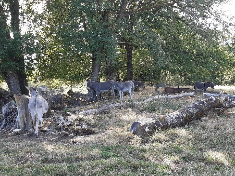 Au pas de l'âne-Les Eyzies-de-Tayac-Sireuil必去景点
