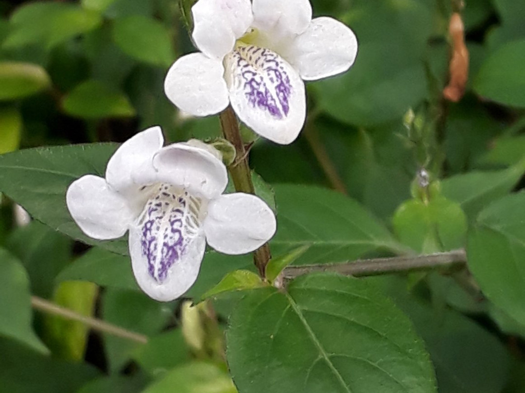 Botanicka zahrada Praha - Tropicky skleník FATAMORGANA景点图片