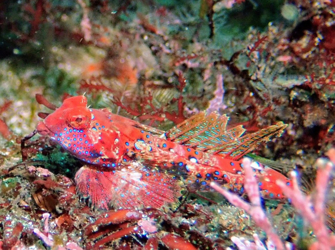Izu Oceanic Park Diving Center - I.O.P.景点图片