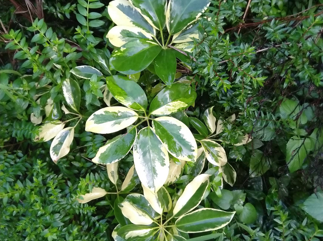 The Sal Woods Resort and Spa主图