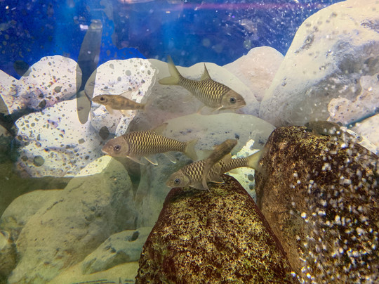 Houghton Hall Garden Centre-卡莱尔必去景点