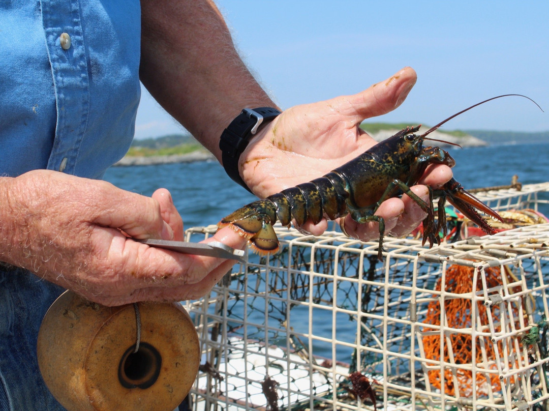 West Wind Lobster Tours景点图片