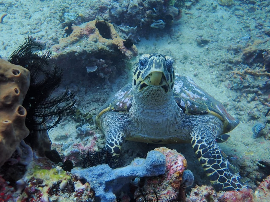 Go Wild Dive-Gili Gede必去景点