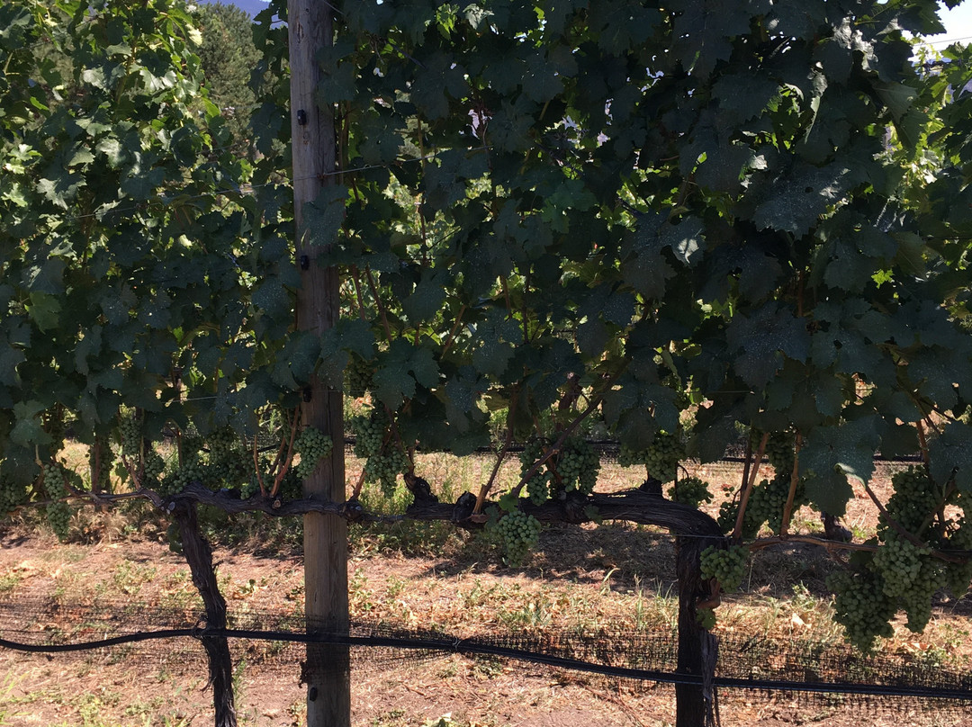 Kraze Legz Vineyard and Winery景点图片