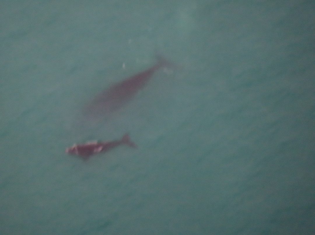 Fleurieu Gyroplanes-Goolwa必去景点