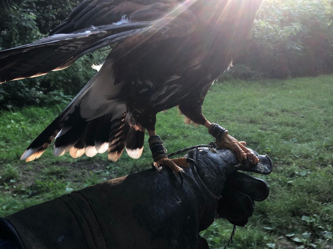 E & C Falconry Experience Ltd景点图片