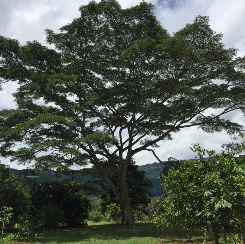 Hacienda San Cayetano, Chocolates Valle Canoabo景点图片