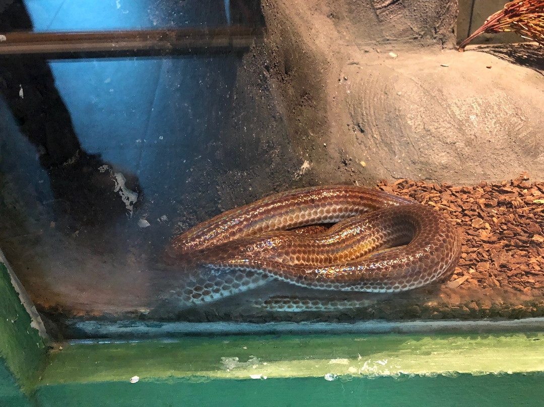 Siam Serpentarium景点图片