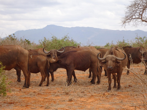 Safari Typique-蒙巴萨必去景点
