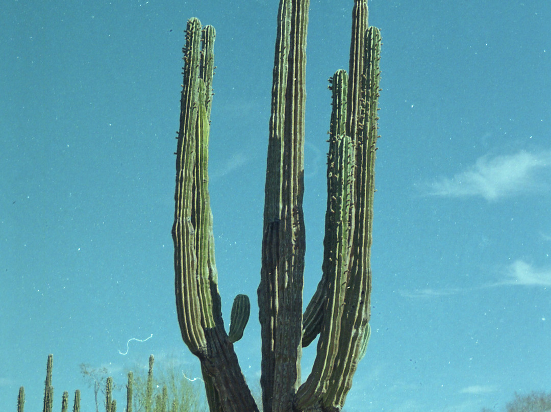Mulege Tours - Day Tours-Mulege必去景点