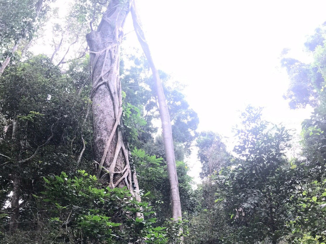 Iluka Rainforest Walking Track景点图片