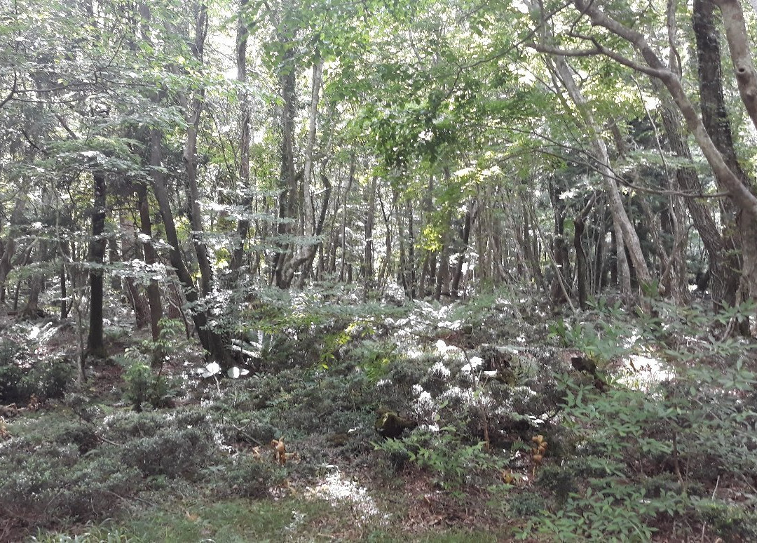 Saryeoni Forest Path景点图片