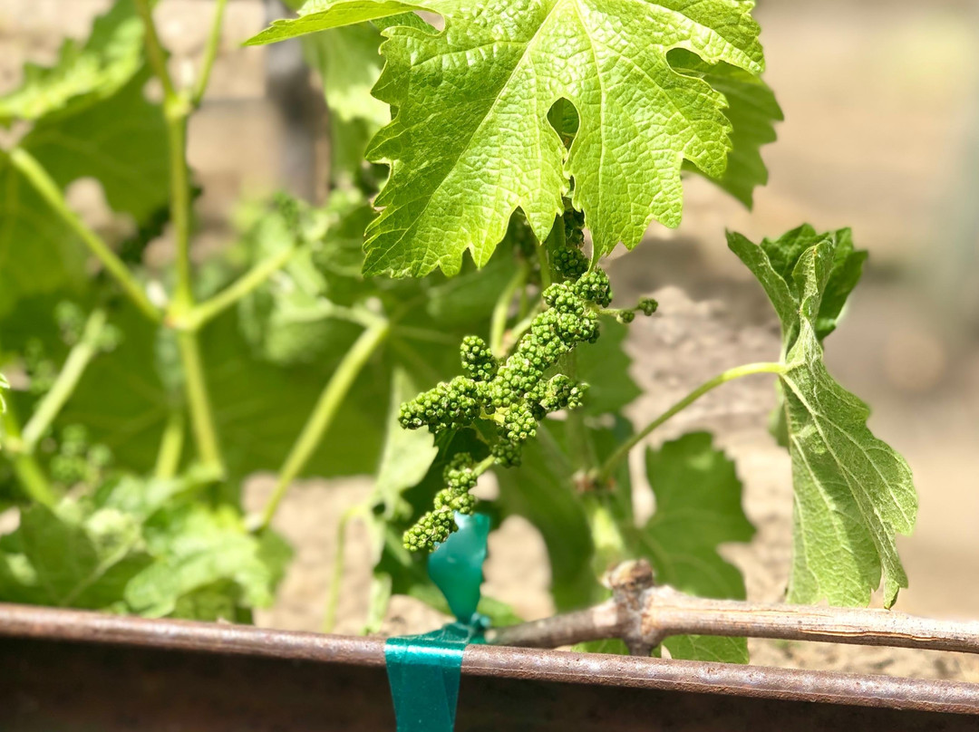 Diamond Express Limo-Brentwood必去景点