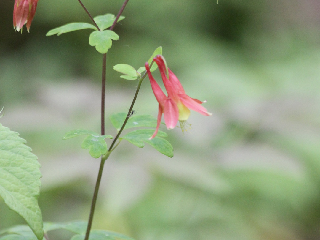 Hope Bay Forest Provincial Nature Reserve景点图片